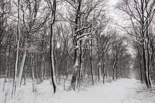 Lot of snow at the tree trunks during hiking in the forest