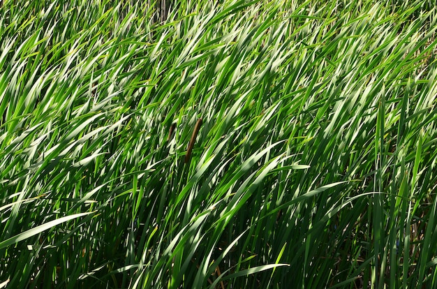 A lot of stems from green reeds. Unmatched reeds with long stems