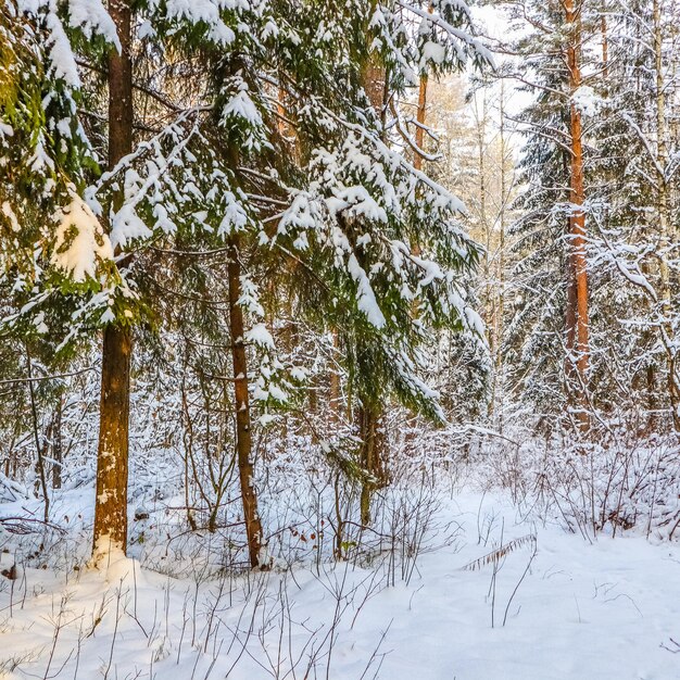 A lot of twigs and branches covered with fluffy white snow beautiful winter snowy forest in sunny day