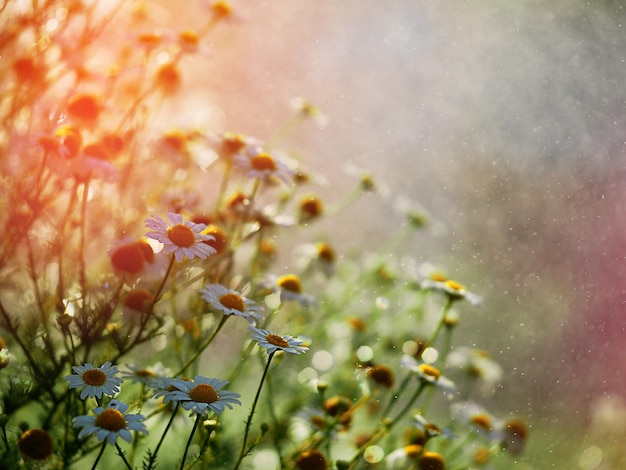 a lot of white daisies in the rays of the sun and water drops defocus bokeh selective focus