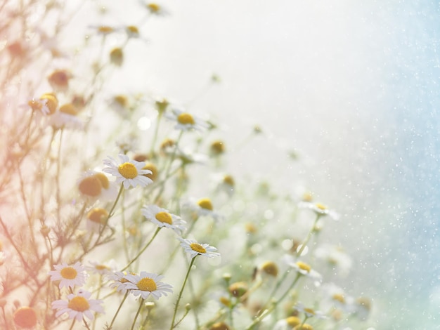 a lot of white daisies in the rays of the sun and water drops defocus bokeh selective focus