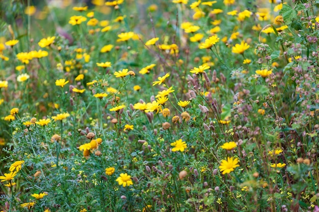 A lot of yellow flowers in early spring