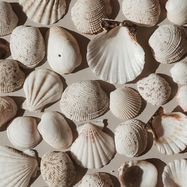 Lots of beige and white seashells Abstract flat lay top view pattern background