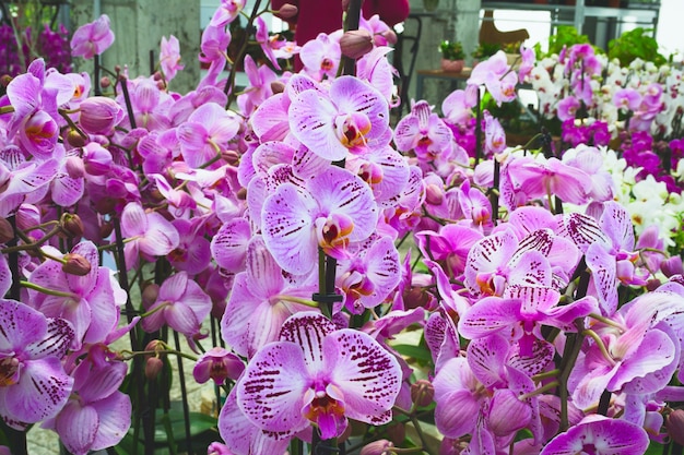 Lots of blooming purple Orchid  