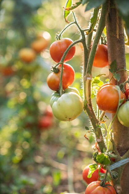 Lots of bunches with ripe red and unripe green tomatoes growing in the garden the crop ripens on a warm summer day