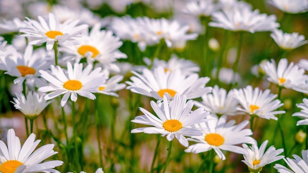 Lots of daisies Floral background White yellow and green colors