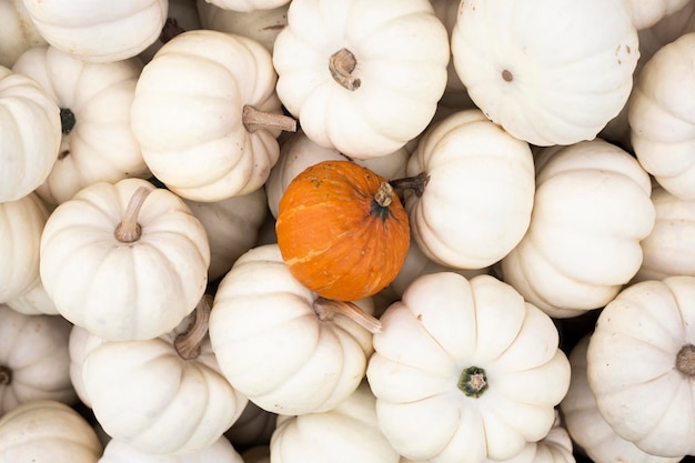 Lots of decorative white mini pumpkins and one orange one Top view flat lay