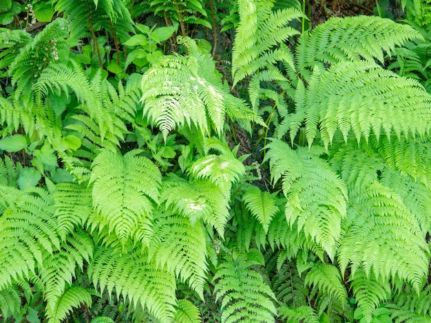 Lots of fern leaves Fern bushes Background from plantsNature