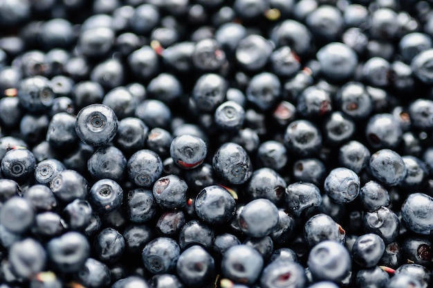 lots of fresh blueberries, texture background berries