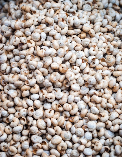 Lots of pile snails from an Sicilian market