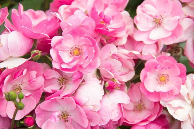 Lots of pink flowers. Beautiful Roses Background.