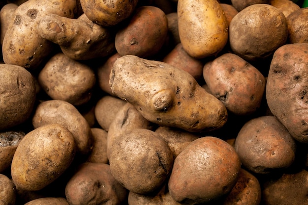 lots of potatoes fresh potato with traces of earth on the skin dirty raw potatoes