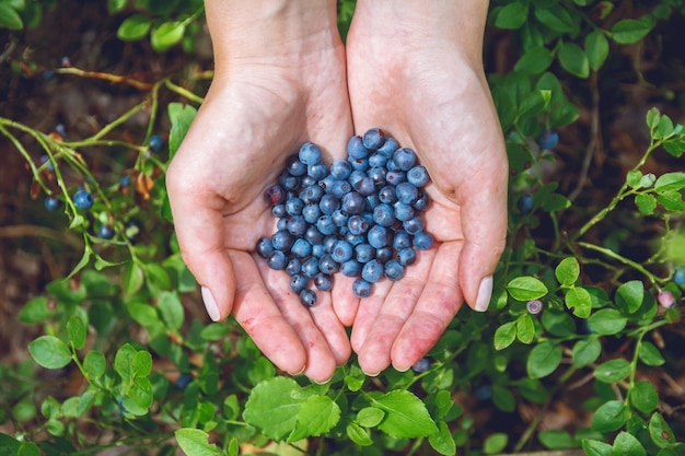 Lots of ripe, fresh blueberries in the hands of a young girl. Close up in a summer forest