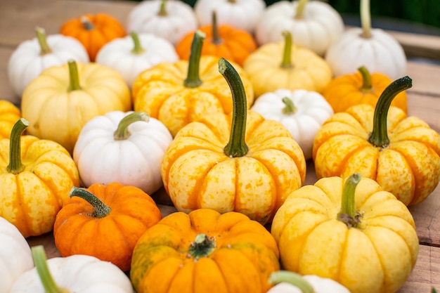 Lots of small decorative pumpkins for the background