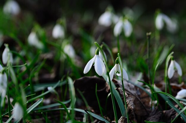 Lots of snowdrops