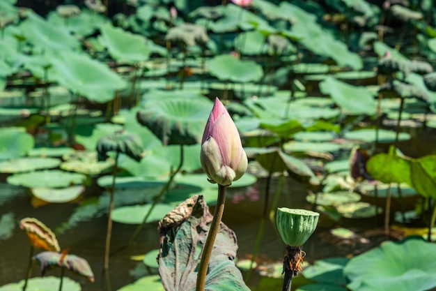 Lotus flower blossom in wild lotus pond with green leaves