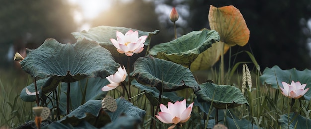 Lotus flower blossom with sunshine in nature