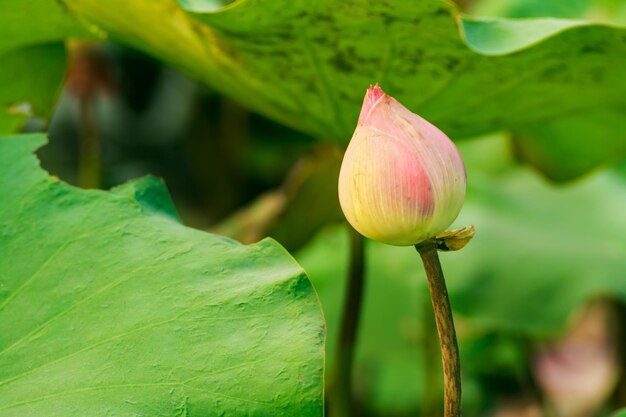 Lotus flower green leaves in the lake