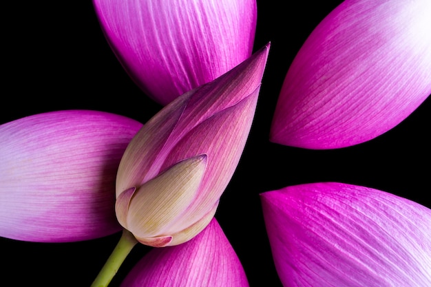 Lotus flower isolated on Black background.