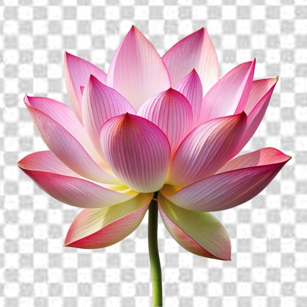 lotus flower isolated on transparent background