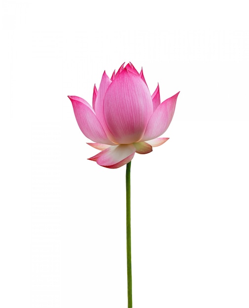 Lotus flower isolated on white background. File contains with clipping path so easy to work.