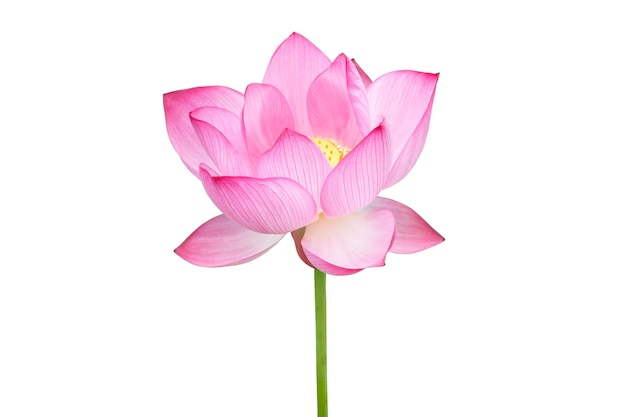 Lotus flower isolated on white background. File contains with clipping path so easy to work.