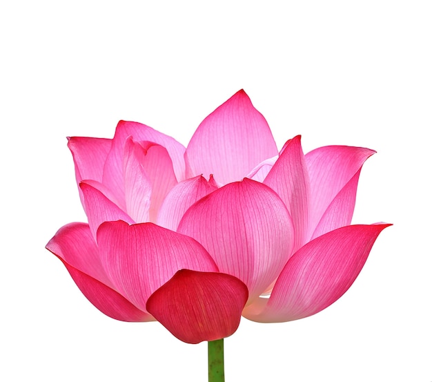 Lotus flower isolated on white background.