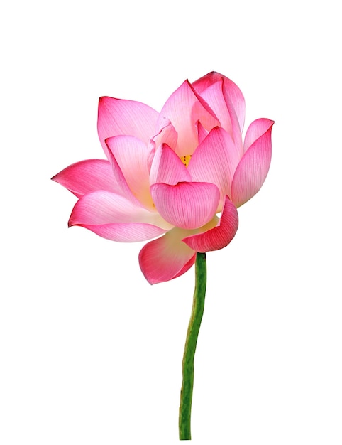 Lotus flower isolated on white background.