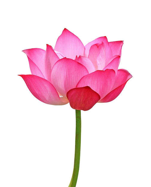 Lotus flower isolated on white background.