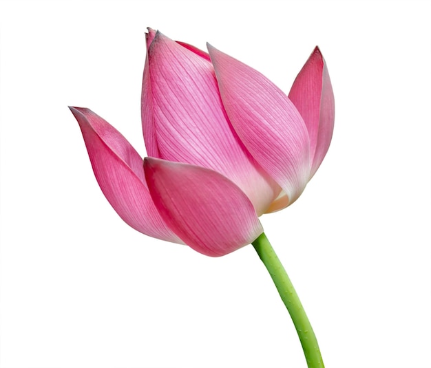 Lotus flower isolated on white background