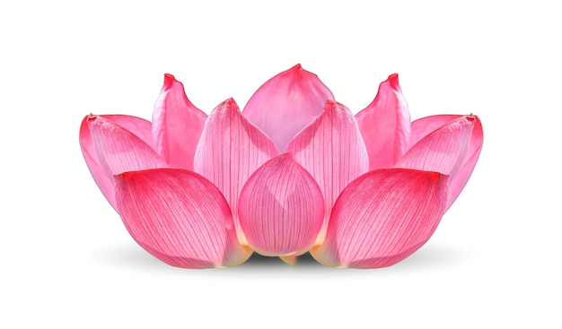 Lotus flower isolated on white background