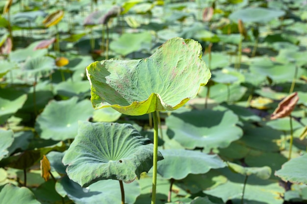 Lotus flower leaves in pond