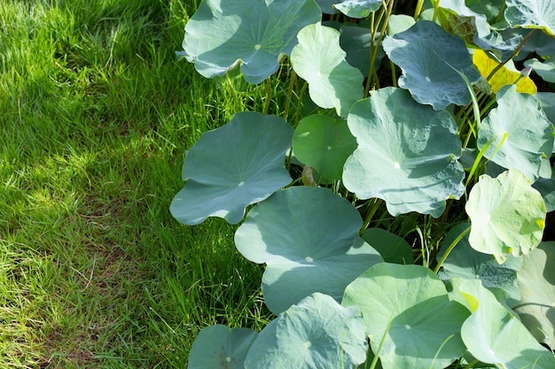 Lotus flower leaves in pond