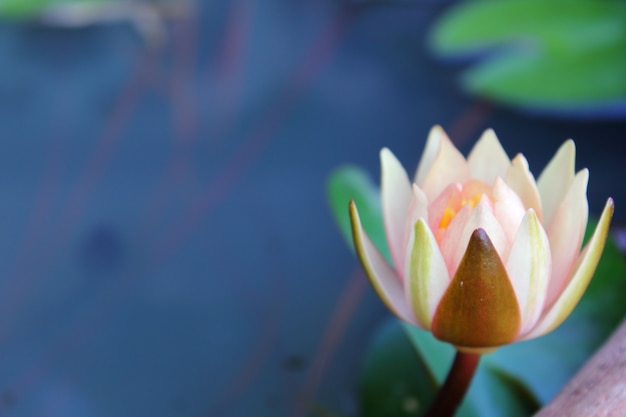  Lotus flower and Lotus flower plants