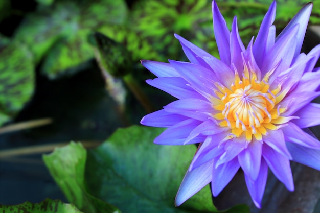  Lotus flower and Lotus flower plants