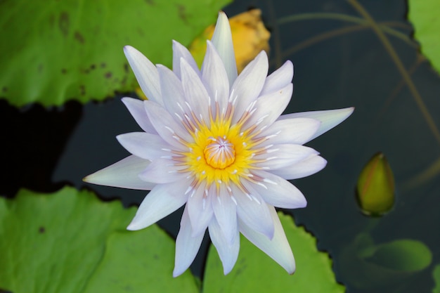  Lotus flower and Lotus flower plants