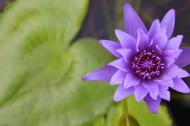 Lotus flower and Lotus flower plants