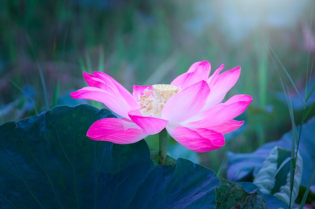 Lotus flower and Lotus flower plants