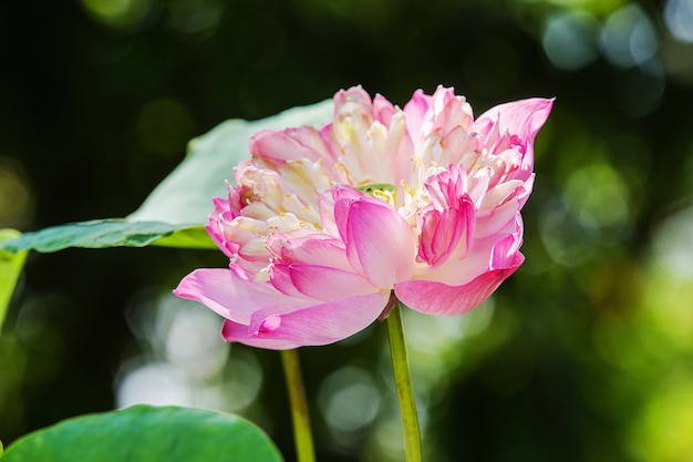 Lotus flower and Lotus flower plants