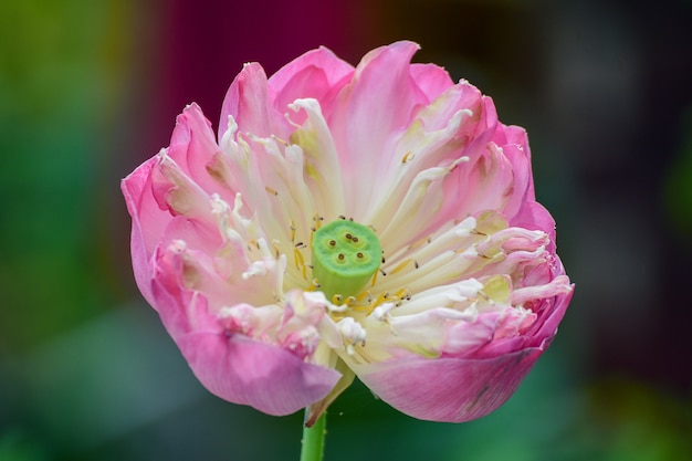 Lotus flower in nature background.