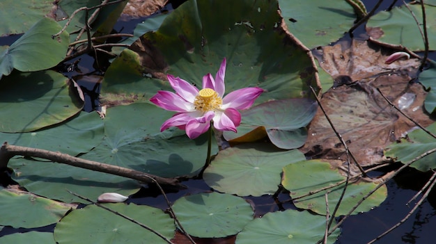 Lotus flower or Nelumbo nucifera blooming in the water and some lotus leaves