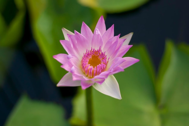 Photo lotus flower in the park