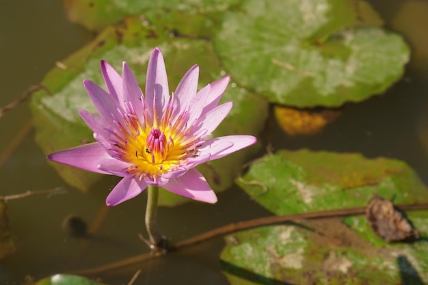 Lotus flower in the pond