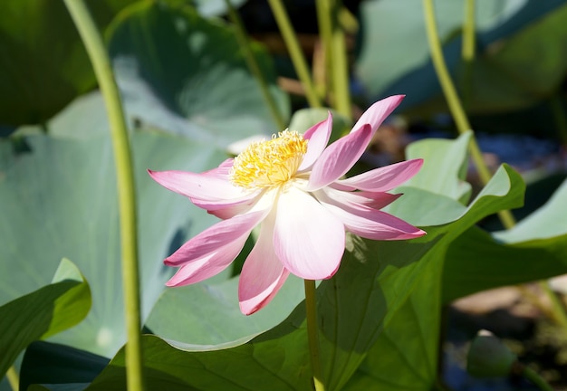 Lotus flower in a small reservoir in the territory of the Volgograd region