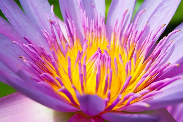 a lotus flower on the water