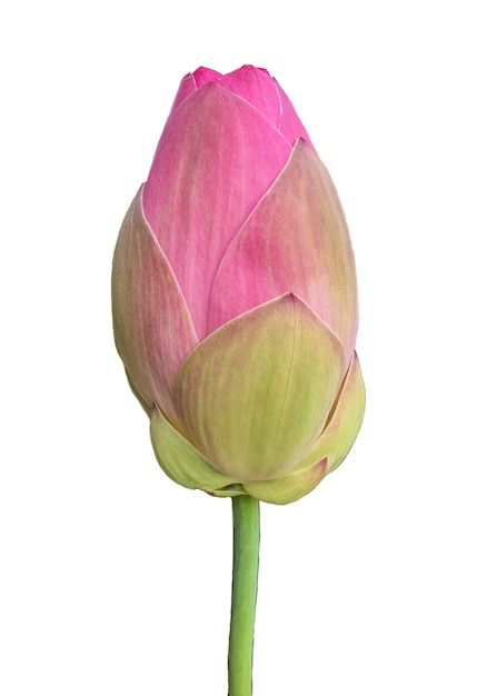 Lotus flower on white background