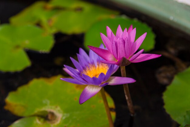 Lotus flower