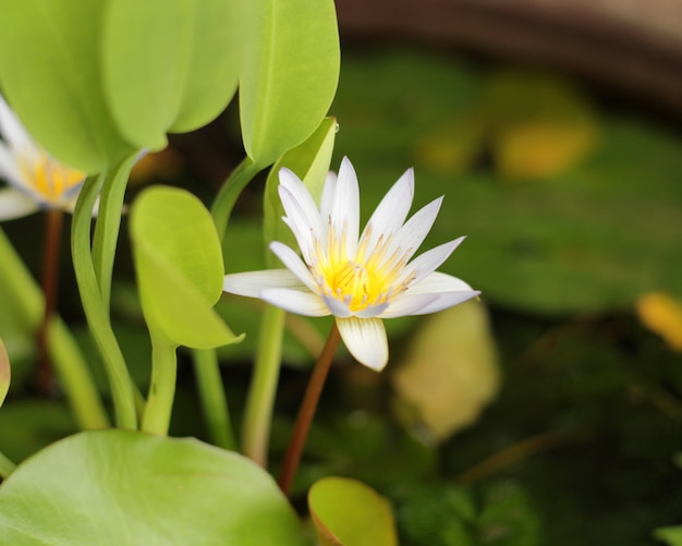 Lotus flower 