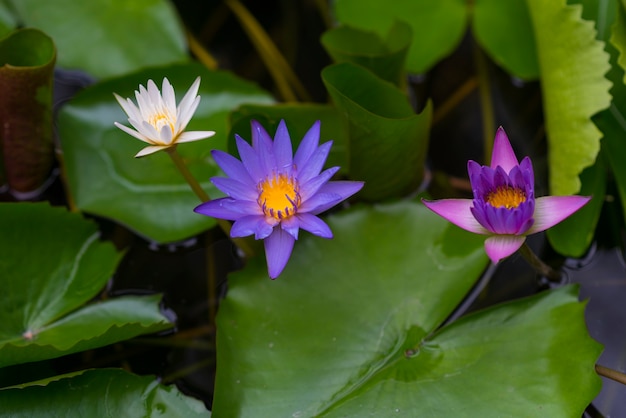 lotus flower