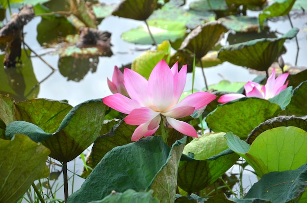 Lotus flower